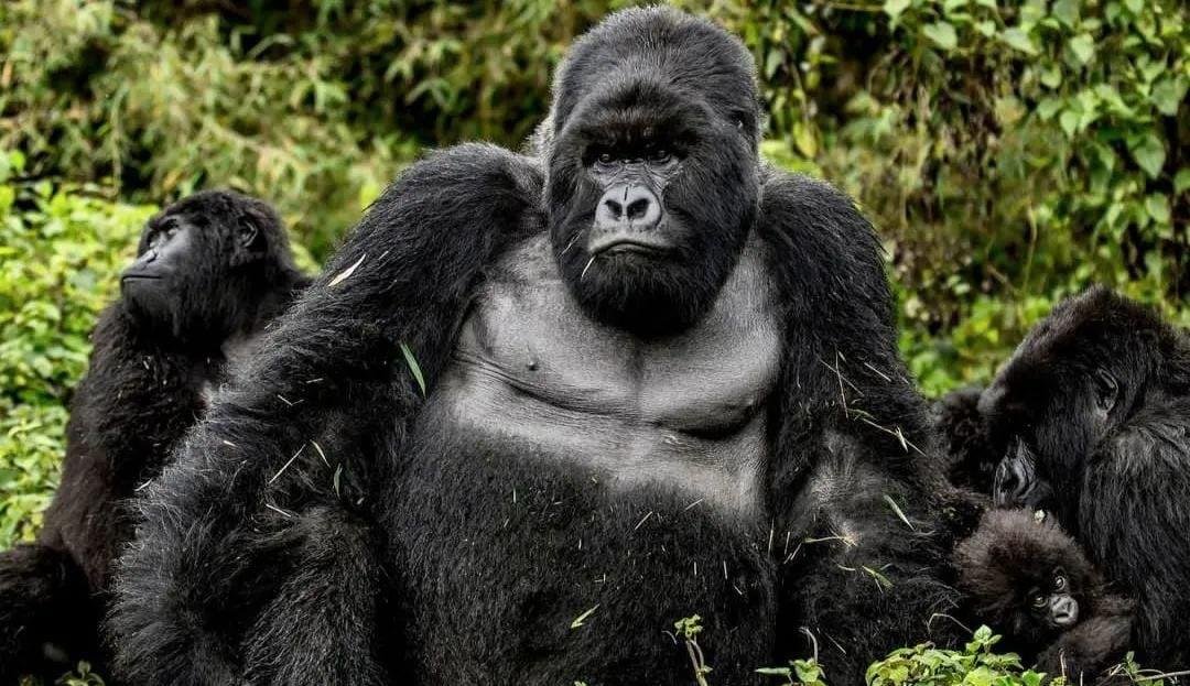 21 Days Uganda Uncovered wildlife and adventure safari