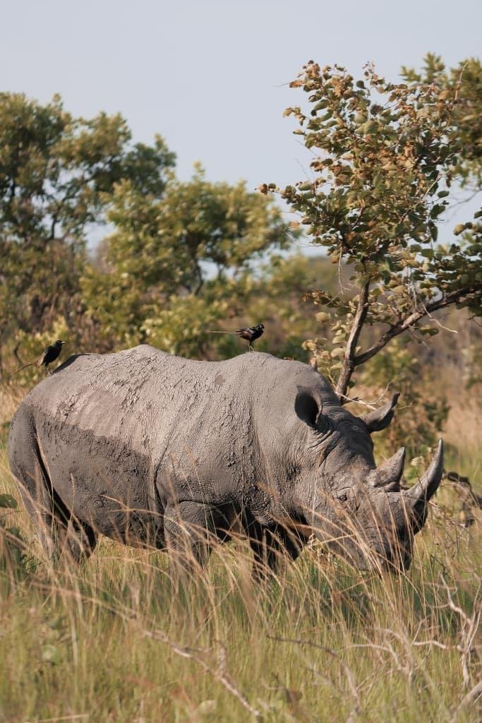 3 Days Murchison Falls wildlife safari Uganda