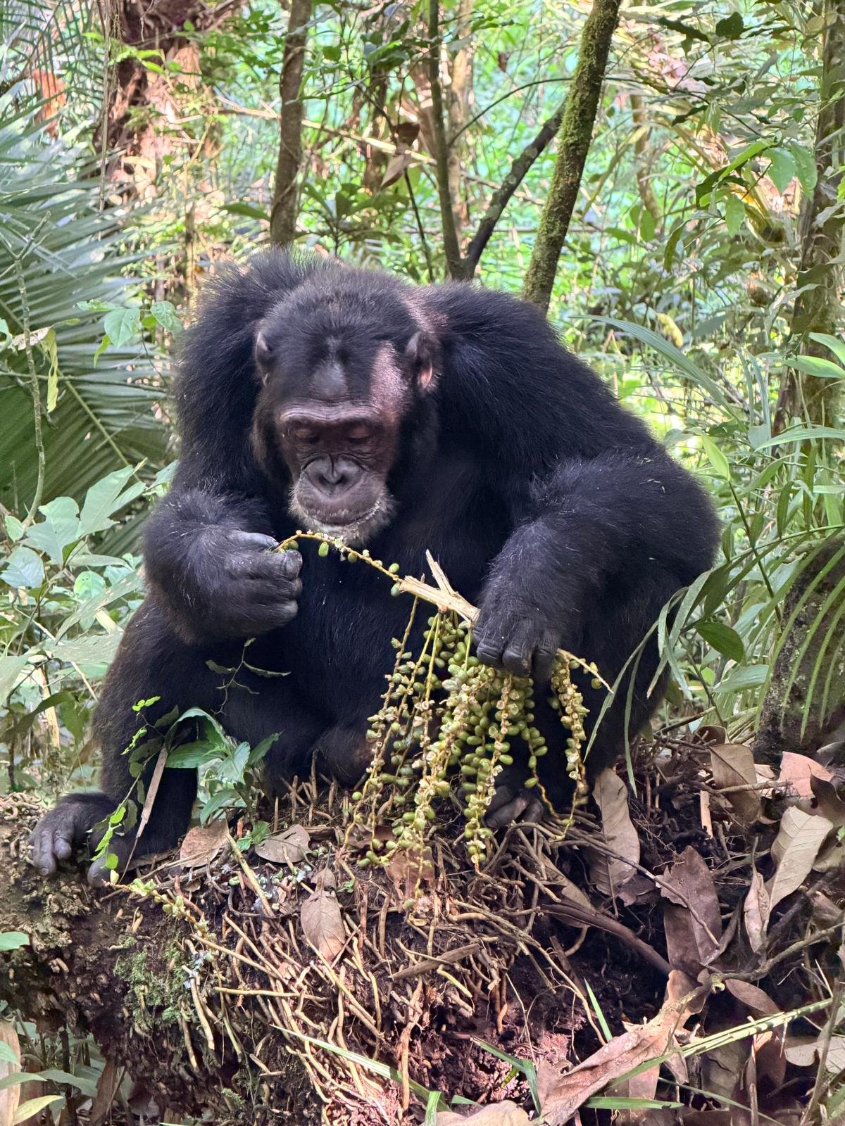 Uganda gorilla chimpanzee and primate safari